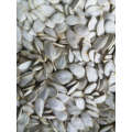 Xinjiang Brand Cheap And Good Quality Snow White Pumpkin Seeds